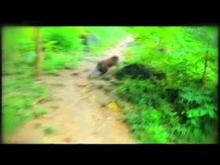 Born to be Wild: Asean Biodiversity Champion!