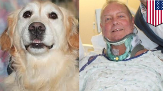 Golden retriever saves injured owner from freezing to death in the snow