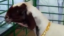 مواطن سعودي يضع اطواق من الذهب حول اعناق اغنامه...