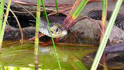 A large grass snake visited me- Eine große Ringelnatter zu Besuch-hEtSs4i7iKs