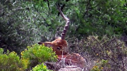 Africa Safari - one moment in time-3qlavM-eKpo