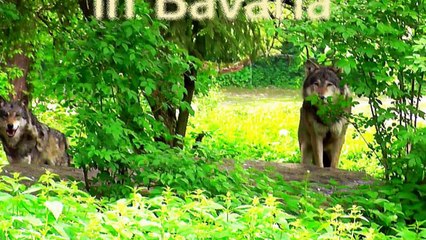 Beautiful wildlife in the Bavarian Forest  - Die Tierwelt im Bayrischen Wald-WvL2BVWKTs0