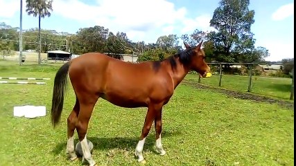 Ce cheval découvre son jouet en plastique. Sa réaction est à mort de rire à 0:17