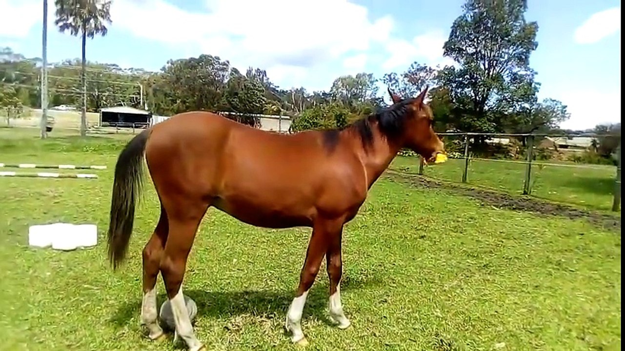Ce cheval découvre son jouet en plastique. Sa réaction est à mort de rire à 0:17