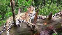 Big cats in South Africa - Lions, leopards and cheetahs-WADugFHrclQ