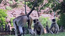 Vrais singes VS singe robot