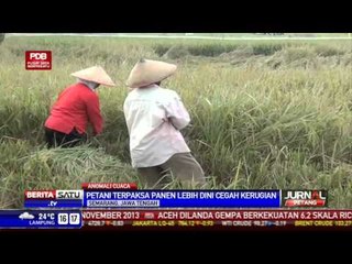 Petani Terpaksa Panen Lebih Dini Cegah Kerugian
