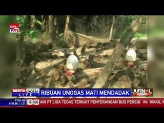Warga Takut Ternaknya Terkena Virus Flu Burung
