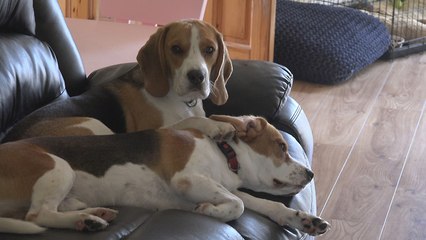 Dogs never die, they just sleep in our hearts