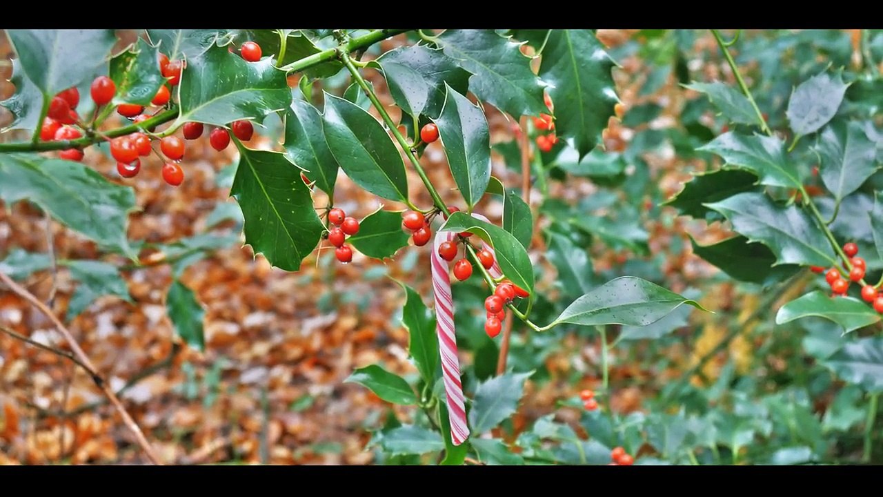 Weihnachtsmotive #23 - 4K _ Ultra HD _ UHD 25p - Panasonic Lumix G70 _ G7-BT_FB686hng