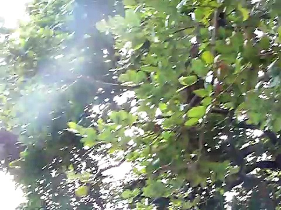 Wer ruft da im Blätterwald-KW2jjbJhTpA