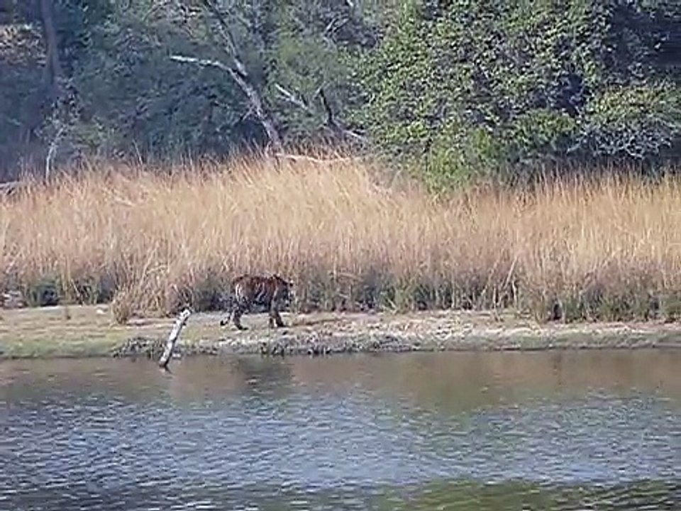 Wilder Tiger in Ranthambore-L61fZ8uQW_Y