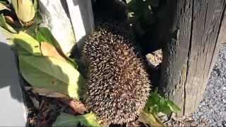 Wintersorgenkind Kleiner Igel im Herbst-IKGRzLZ0hWo