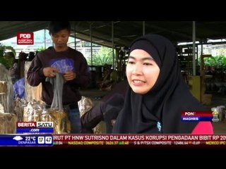 Jurnal Ekstra - Parsel Fosil Kayu