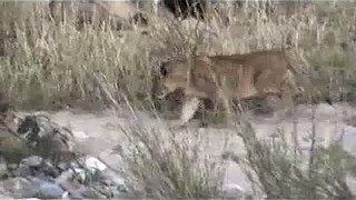 young lions and a male near makutsi lodge southafrica-jUcFkUI_JqE