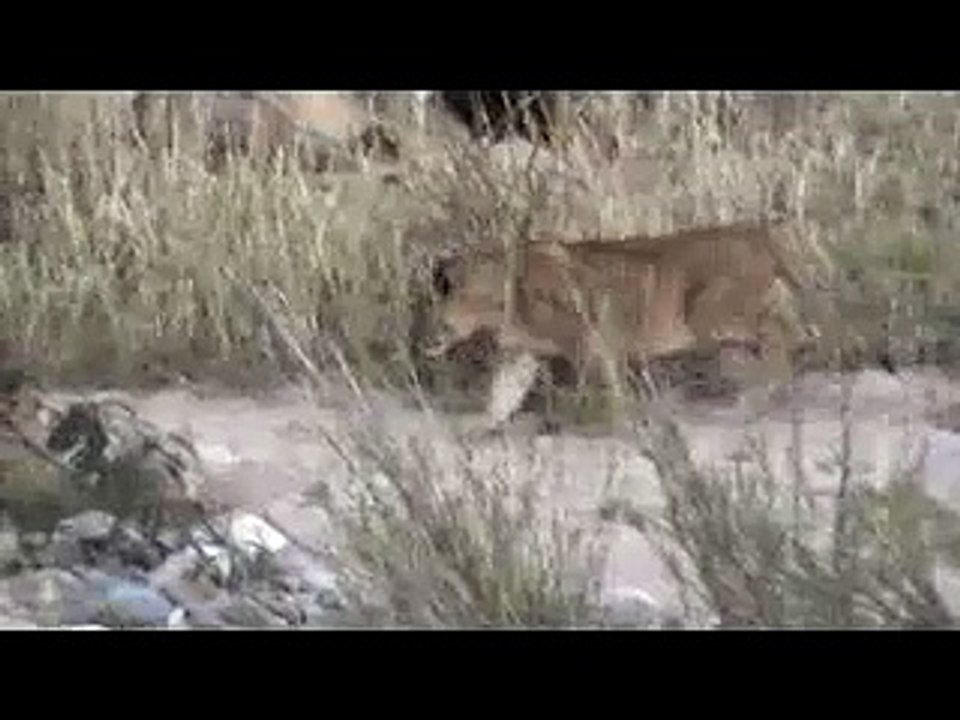 young lions and a male near makutsi lodge southafrica-jUcFkUI_JqE