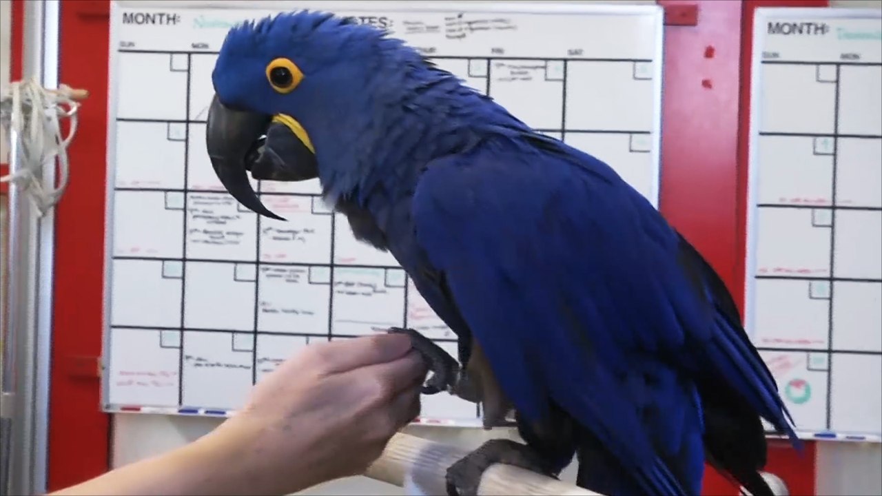 هذا الصباح-بميريلاند الأميركية.. تجارب للاستفادة من ذكاء الحيوانات