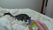 Kitten plays fetch better than most dogs