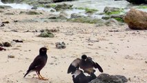 Cute Mynah Birds (Beos)  - Birds fight over a female-66gBZxQ0hOs