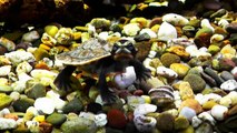 Cute turtles babies in the underwater kindergarten-F6XjJ1njlqw