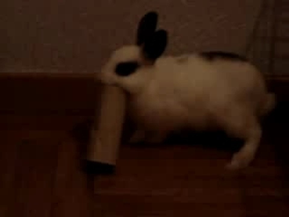 Lapine Perle