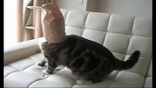the cat in the bag