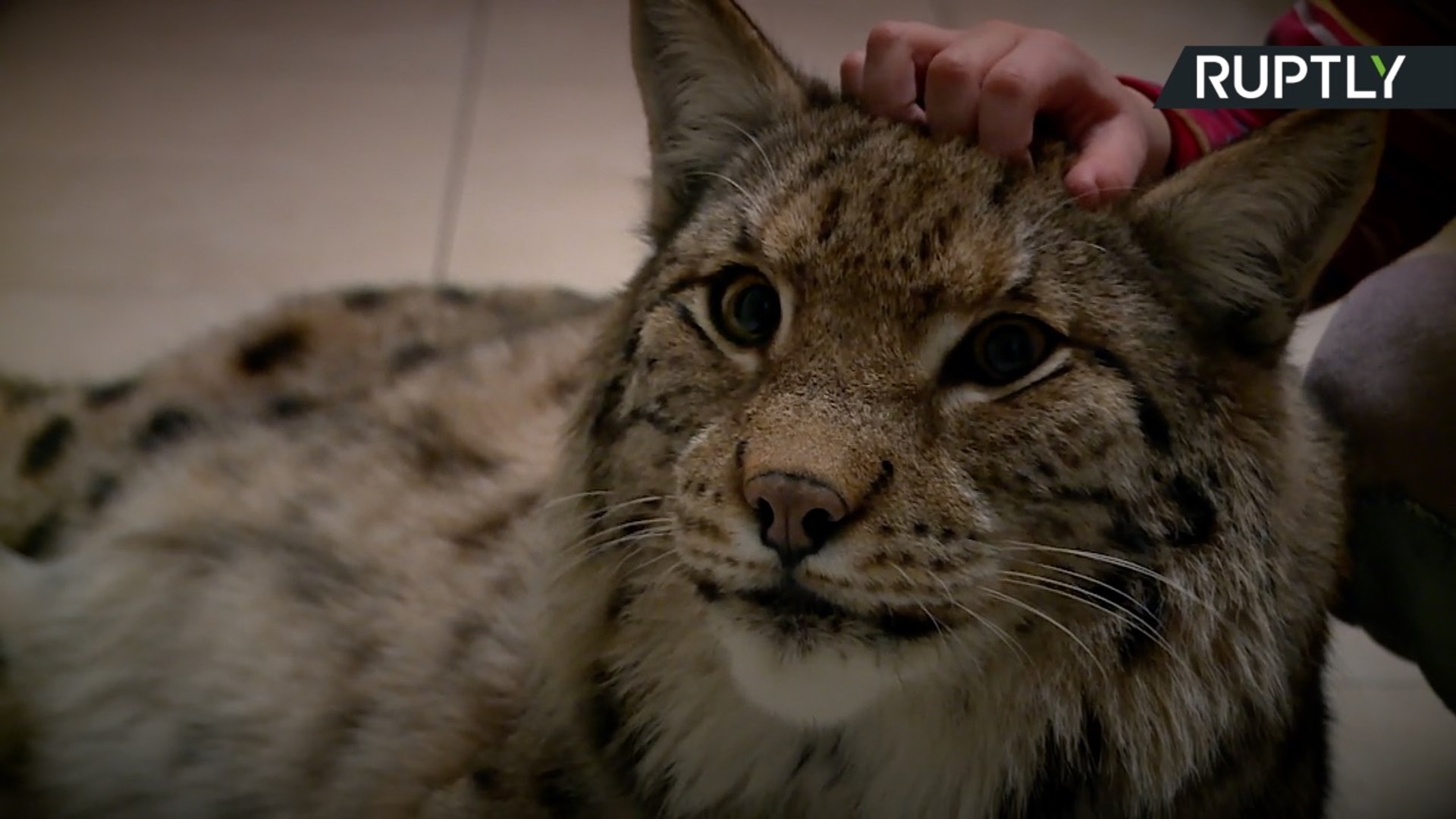lynx cat pet