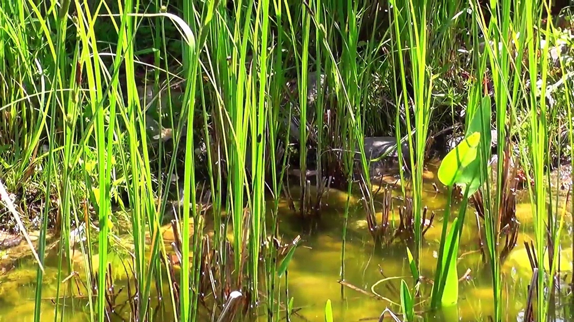 Dragonflies- little beauties on my pond-akqQhTW9YNU
