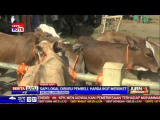 Sapi Lokal Diburu Pembeli, Harga Ikut Meroket