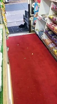 Le vol à l'étalage le plus adorable jamais vu!! Écureuils gourmands!