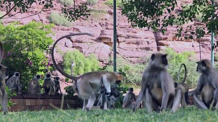 Réactions d'un groupe de singes face à un singe électronique