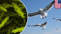 Burung Camar di Alaska membawa virus E.Coli yang tahan antibiotik - Tomonews