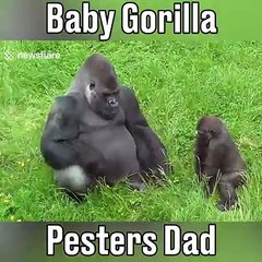 Baby Gorils And Dad Gorilla