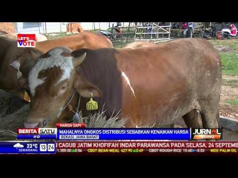 Jelang Idul Adha, Harga Sapi Melambung