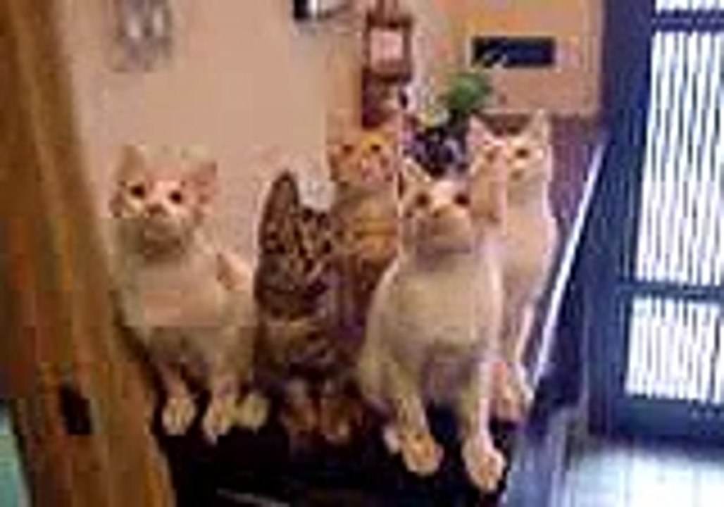 смешные котятки