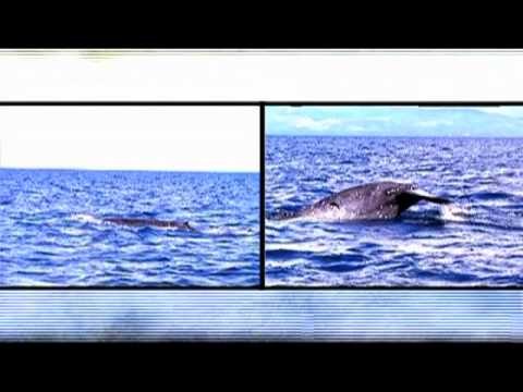 The Wild Life Doc Ferds Recio's Greatest Moments in Born to be Wild