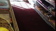 Incroyable, un écureuil pris en flagrant délit de vol !