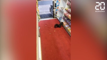 Un écureuil vole dans un magasin ! - Le rewind du jeudi 12 janvier 2017
