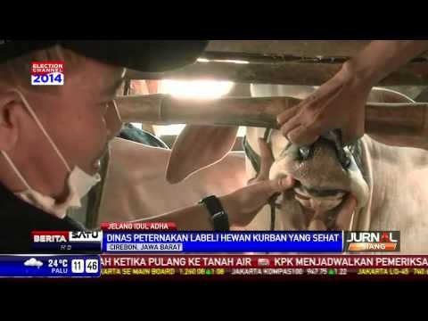 Jelang Idul Adha, Dinas Peternakan Cirebon Gelar Sidak