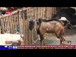 Tahun Depan, Kambing dan Sapi Dilarang "Parkir" Pinggir Jalan