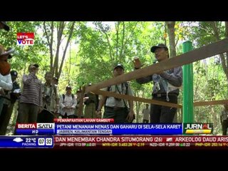 Jurus Jitu Warga Kalteng Manfaatkan Lahan Gambut