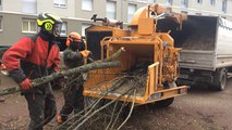 Chantier de coupe d'arbres et d'élagage