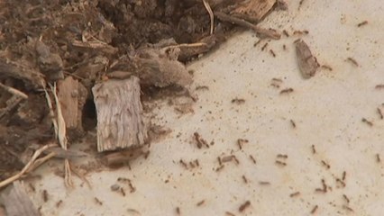 Queensland battles against an invasion of red fire ants