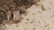 النمل الناري الأحمر يجتاح أستراليا و السلطات تدق ناقوس الخطر