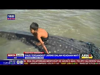 Dua Bangkai Ikan Hiu Tutul Tersangkut Jaring Nelayan
