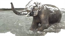 Les animaux du zoo de Portland découvrent la neige