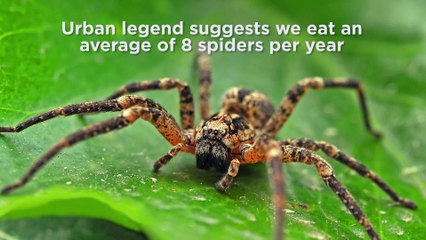 How many spiders have you eaten