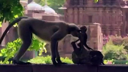 Oyuncak maymun (gözünde kamera). Diğerlerinin merhameti.