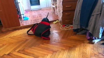 Животные развлекаются. Микс с животными