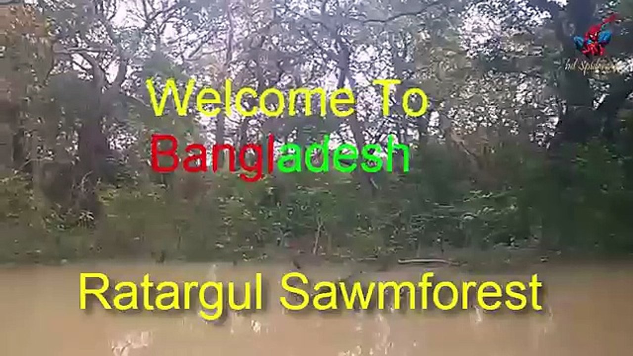 রাতারগুল জলাবন বা রাতারগুল সোয়াম্প ফরেস্ট Ratargul Swamp Forest